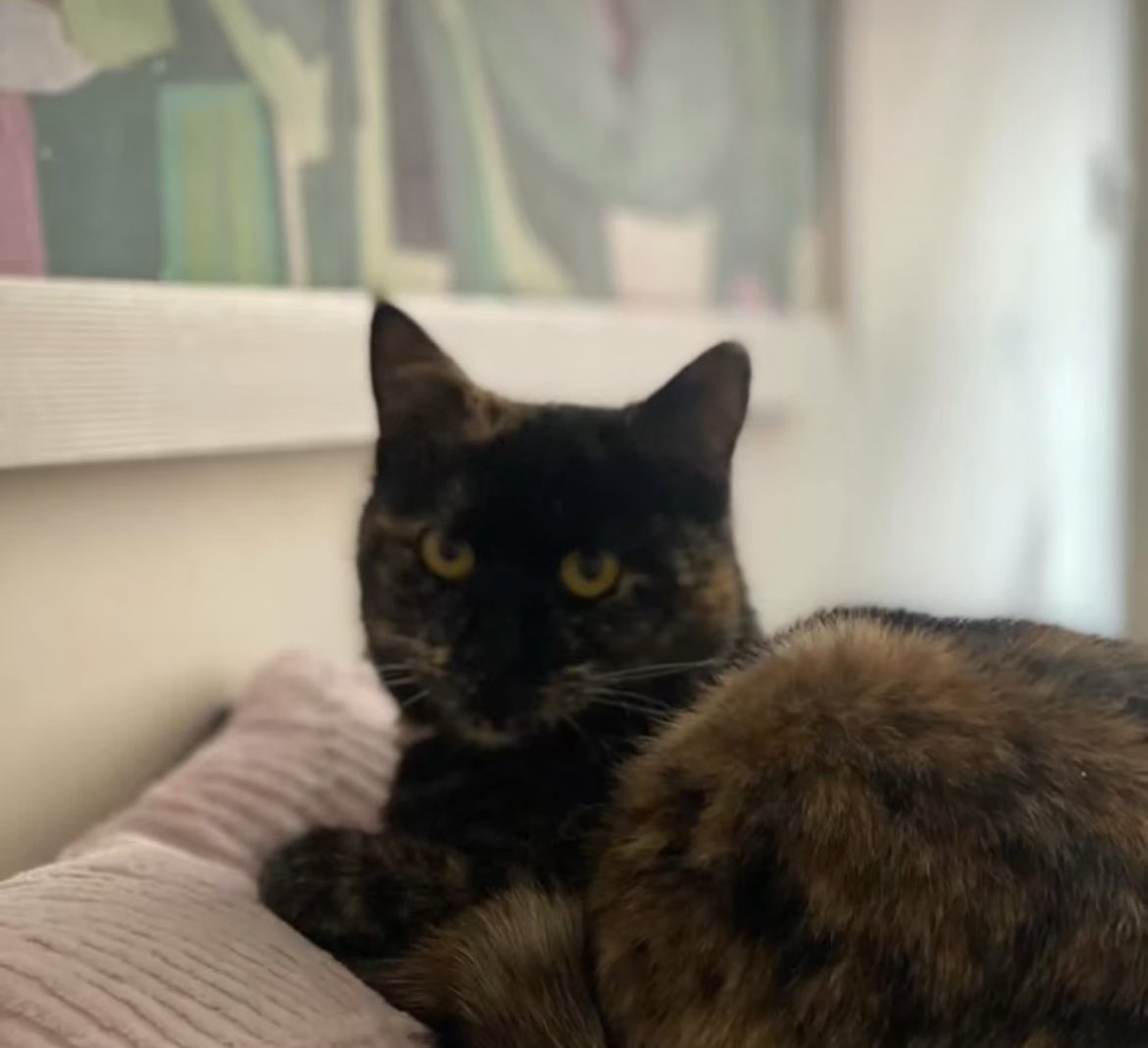 سیمای زنی در میان جمع tweet media