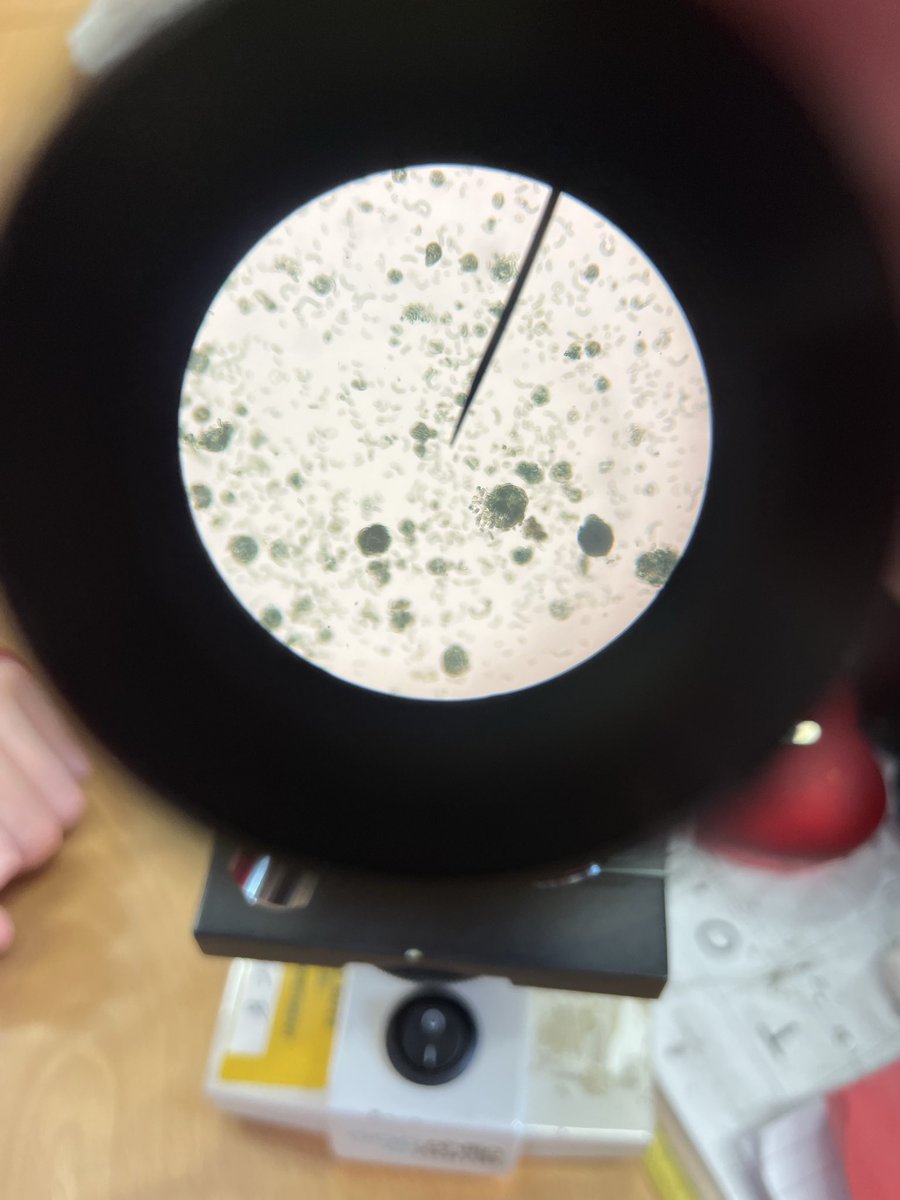 HermiAcadSci's tweet image. Hermitage P7A took on the microscopes today and did some excellent work ⭐️ 🔬 🧑‍🔬 #UNCRCArticle29