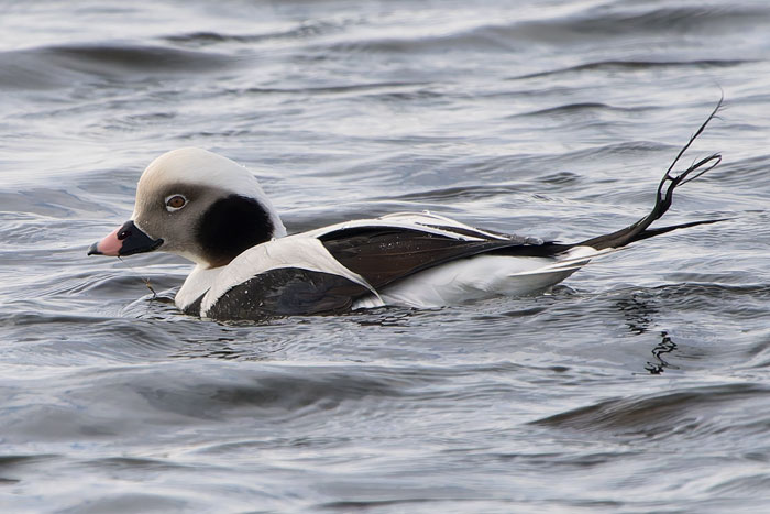 Steve Gantlett tweet media