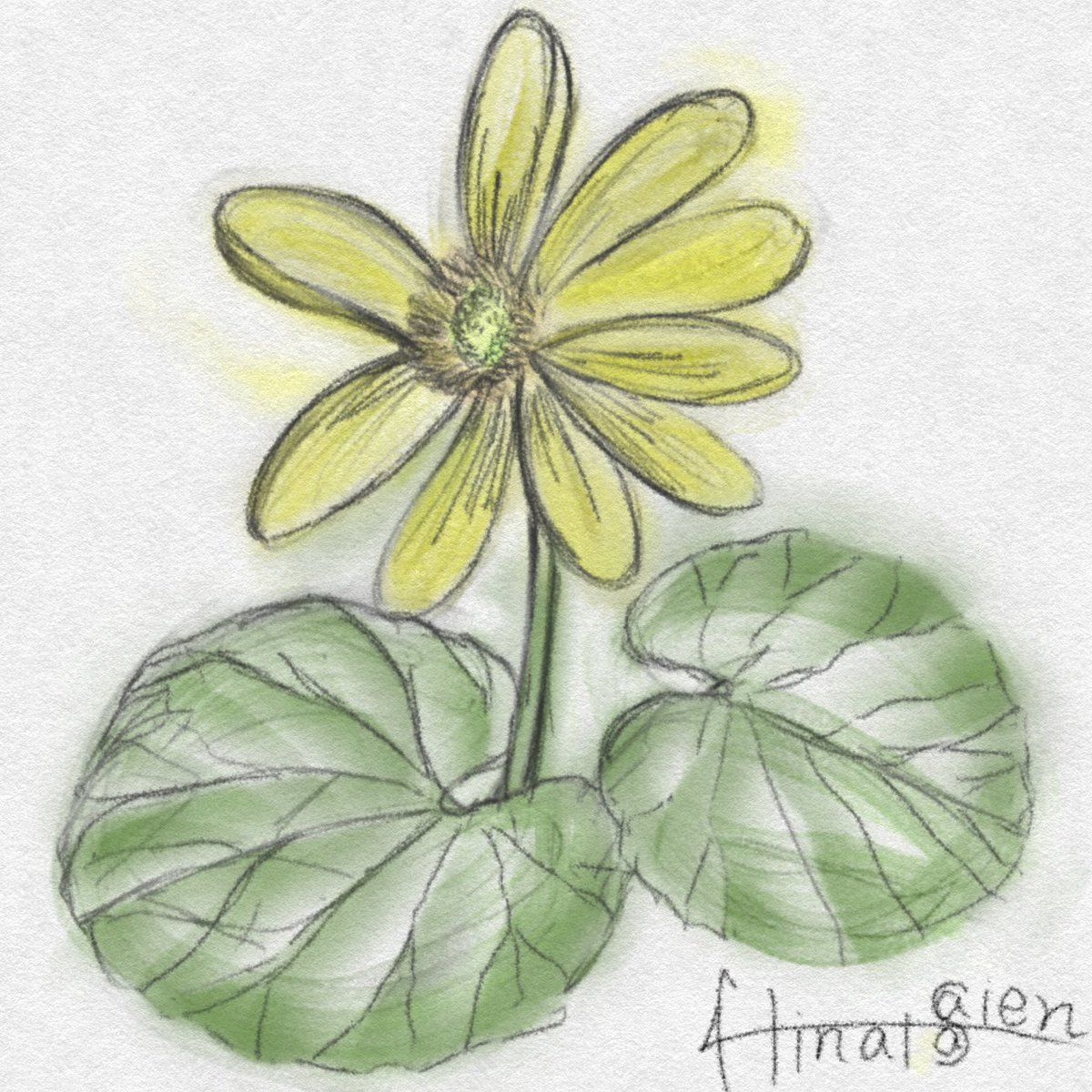 HinataSaien's tweet photo. 満開になった #リュウキンカ です。
春の訪れを告げる、あざやかな黄色の花と
丸い葉っぱが、かわいいですね。
#植物日記 #植物のある暮らし #sketcheveryday #Caltha https://t.co/SXAgvbFGto