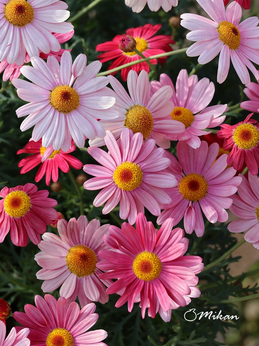 🍇 ゆゆまる ♋️ (@yuyumaru_718) / Posts / X