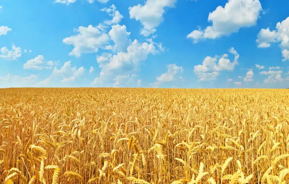 Alberta Seed Guide tweet media