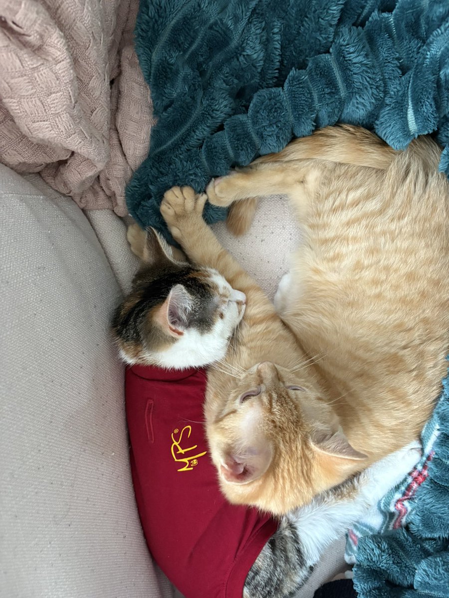 ryn (& apple) ‧₊ 🍒 ᵎᵎ tweet media