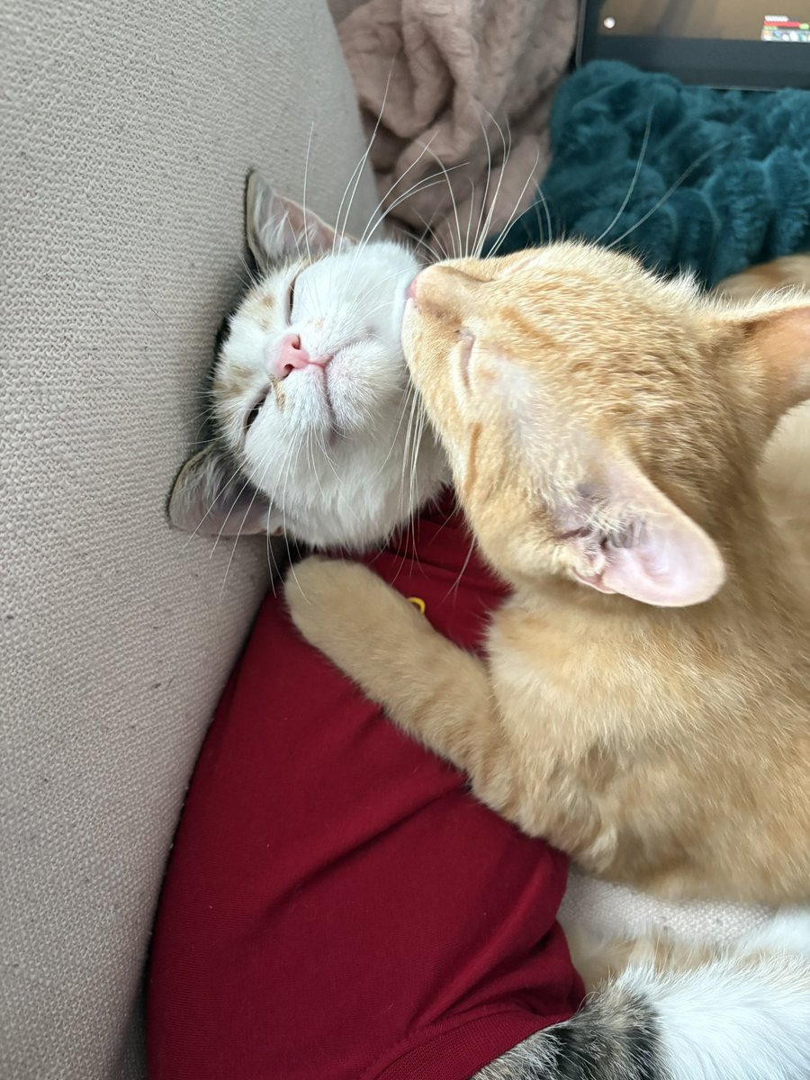 ryn (& apple) ‧₊ 🍒 ᵎᵎ tweet media