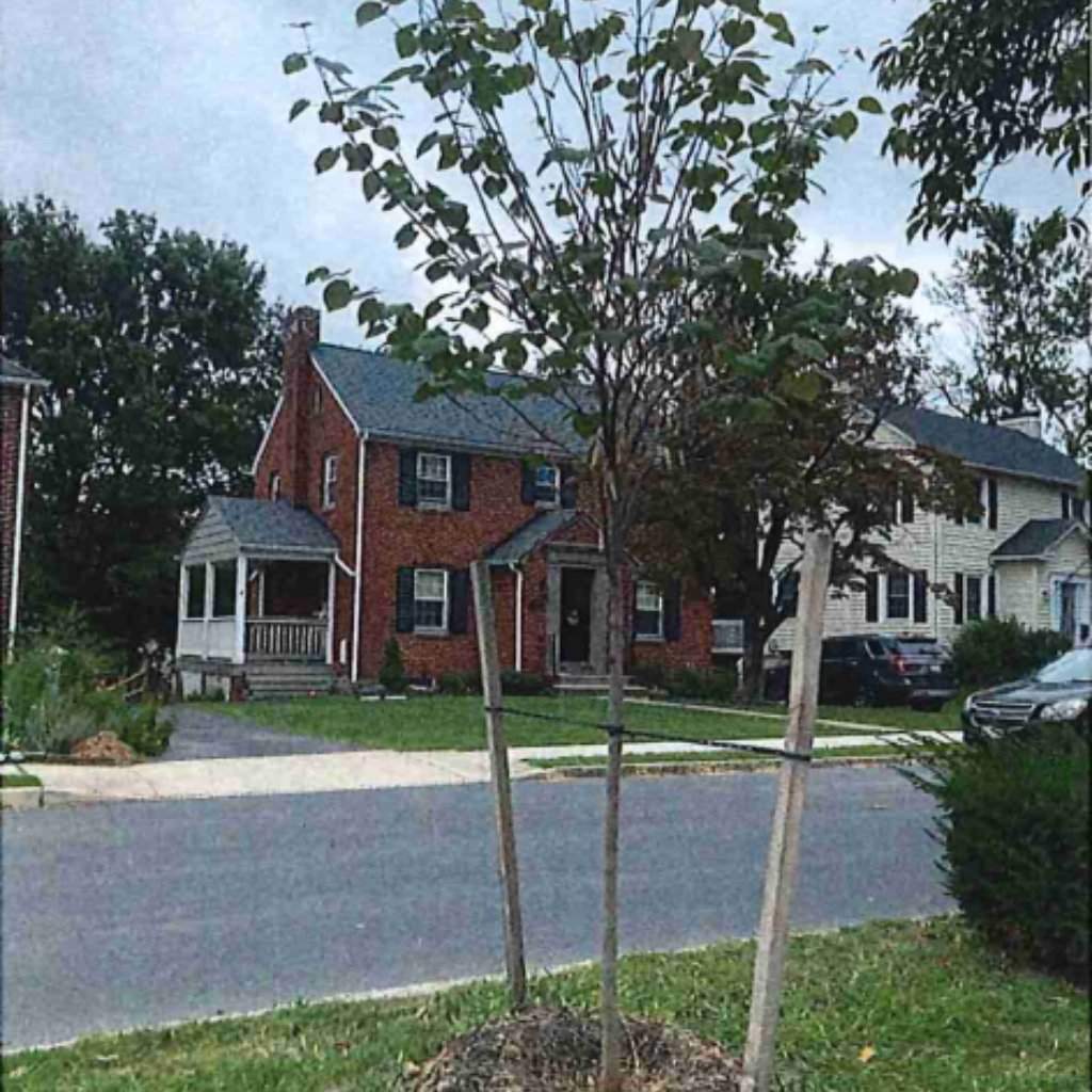 baytrust's tweet photo. The Urban Trees Program welcomes requests from local governments. Take the City of Hagerstown as an example, they have received three Urban Trees awards to plant 455 trees in parks and along streets, bringing shade and green space to neighborhoods across the city. https://t.co/LZEU5zMrZH