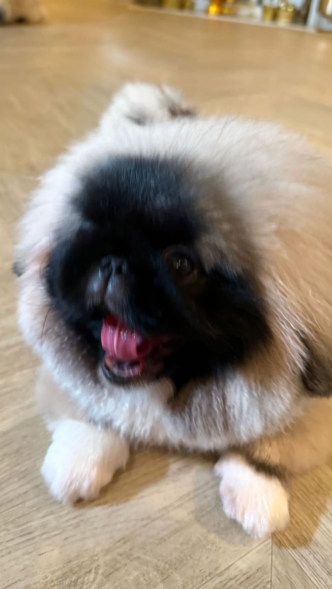 ยามเพิ่นโตเพิ่นเปนคุณหนูเนาะ สวยหวานตาแป๋ว เรียบร้อยพูดน้อย กล่องดินสอลายบาร์บี้2ชั้น

#คุณหนูหนอนบุ้งซาช่ารูบี้ #ppkritt