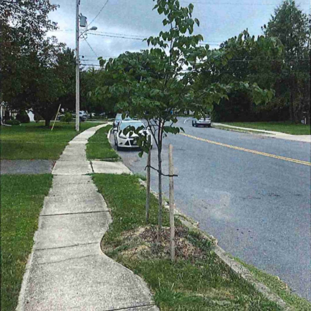 baytrust's tweet photo. The Urban Trees Program welcomes requests from local governments. Take the City of Hagerstown as an example, they have received three Urban Trees awards to plant 455 trees in parks and along streets, bringing shade and green space to neighborhoods across the city. https://t.co/LZEU5zMrZH
