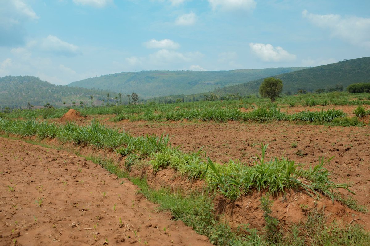 JoelOptimist1's tweet photo. DAY 2 IN KAYONZA DISTRICT TERRACES THAT TURNED LOSS INTO PRODUCTION
On the second day of our media tour in @KayonzaDistrict, we visited members of #DUHUZIMBARAGA Group to see how #KIIWP2 is transforming farming at community level. The group is led by its president, Ndahimana Vincent, and brings together 37 members who depend on agriculture for their livelihoods.
Through KIIWP support, more than 100 hectares of terraces were developed for the group. Before this intervention, erosion was a serious problem. Rainwater would wash away soil, crops would fail, and productivity remained very low. Farmers worked hard, but the land could not sustain them.
Ndahimana Vincent explained that everything began to change after the terraces were constructed. The land is now protected, soil fertility is improving, and farming has become more productive and reliable. The group mainly grows beans and maize, and they also receive quality seeds through KIIWP support.
Today, the results are visible. From one hectare, farmers are currently harvesting around two tons, and they are hopeful that production will continue to increase as soil management improves further. For the members, this means better food availability at home and increased income from selling surplus produce.
Another important benefit is the grass planted along the terraces. This grass not only protects the soil from erosion, but also provides feed for livestock. As a result, crop farming and livestock farming are now supporting each other, strengthening household resilience.
It has been almost three years since the terraces were established, and the impact continues to grow. What was once land damaged by erosion is now productive farmland that supports families, improves nutrition, and generates income.
Day two in Kayonza clearly shows that KIIWP is not only building infrastructure, it is restoring land, rebuilding hope, and creating long term solutions for farmers.