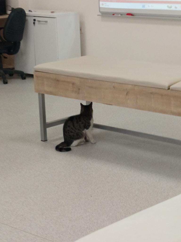 Hoca staj yerine okula TBS dersi yapmaya çağırdığı için ona gittik ordan bir kedi fotosu ve besin piramidimizin fotosu var hshhshsjs sonra süper bir burrito ardından dedikodu+kahve kısaca süper bir gündü.