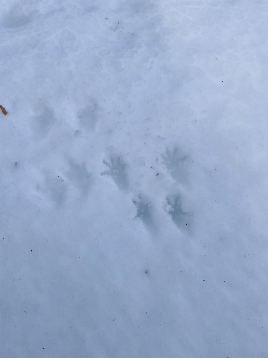 Yuzuneco tweet media