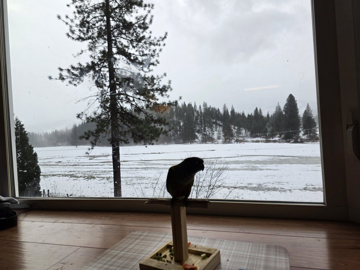 Snoockums_Noobnation tweet media