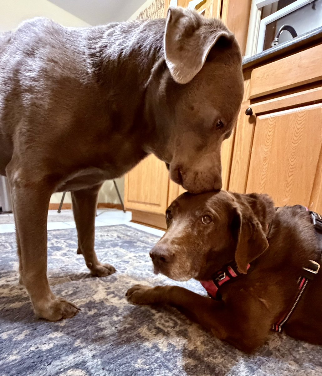 Jackson & Willow tweet media