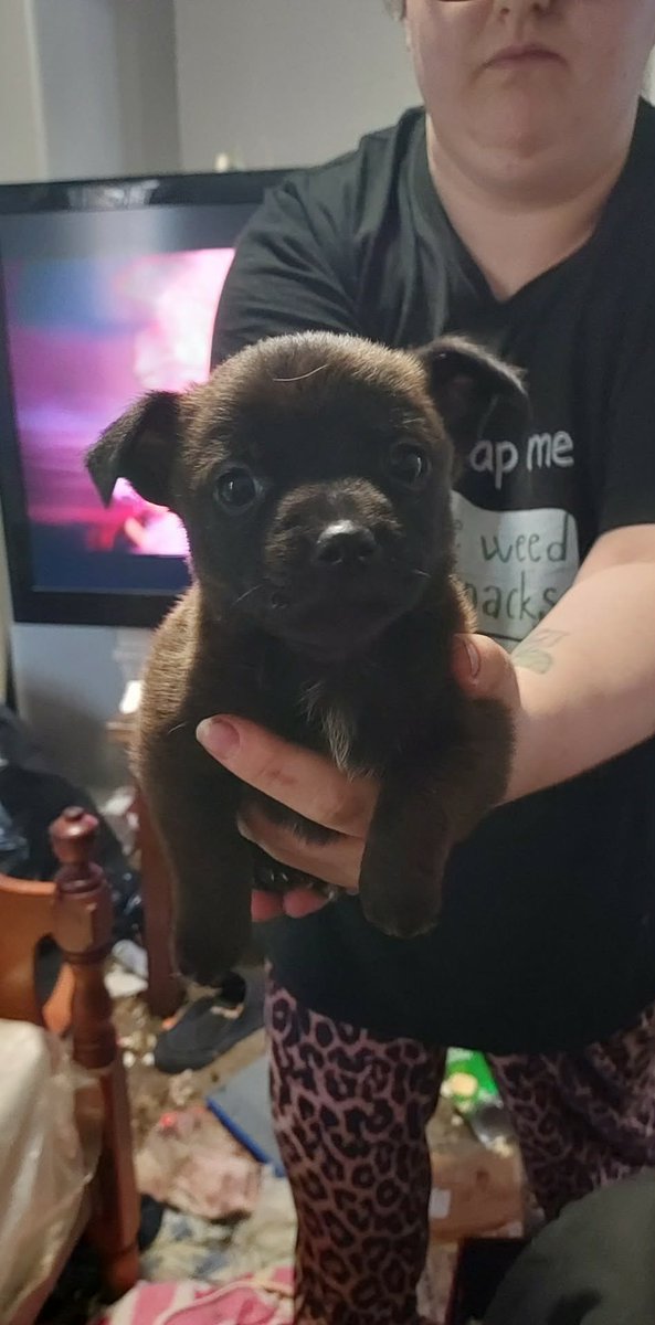 JPV4TRUMP's tweet image. ready to go Chihuahua/mini bully Puppies in gun barrel city tx $25 rehoming fee 1 black male 3 females last pic is mom message me if interested #gunbarrelcitytx #mabanktx