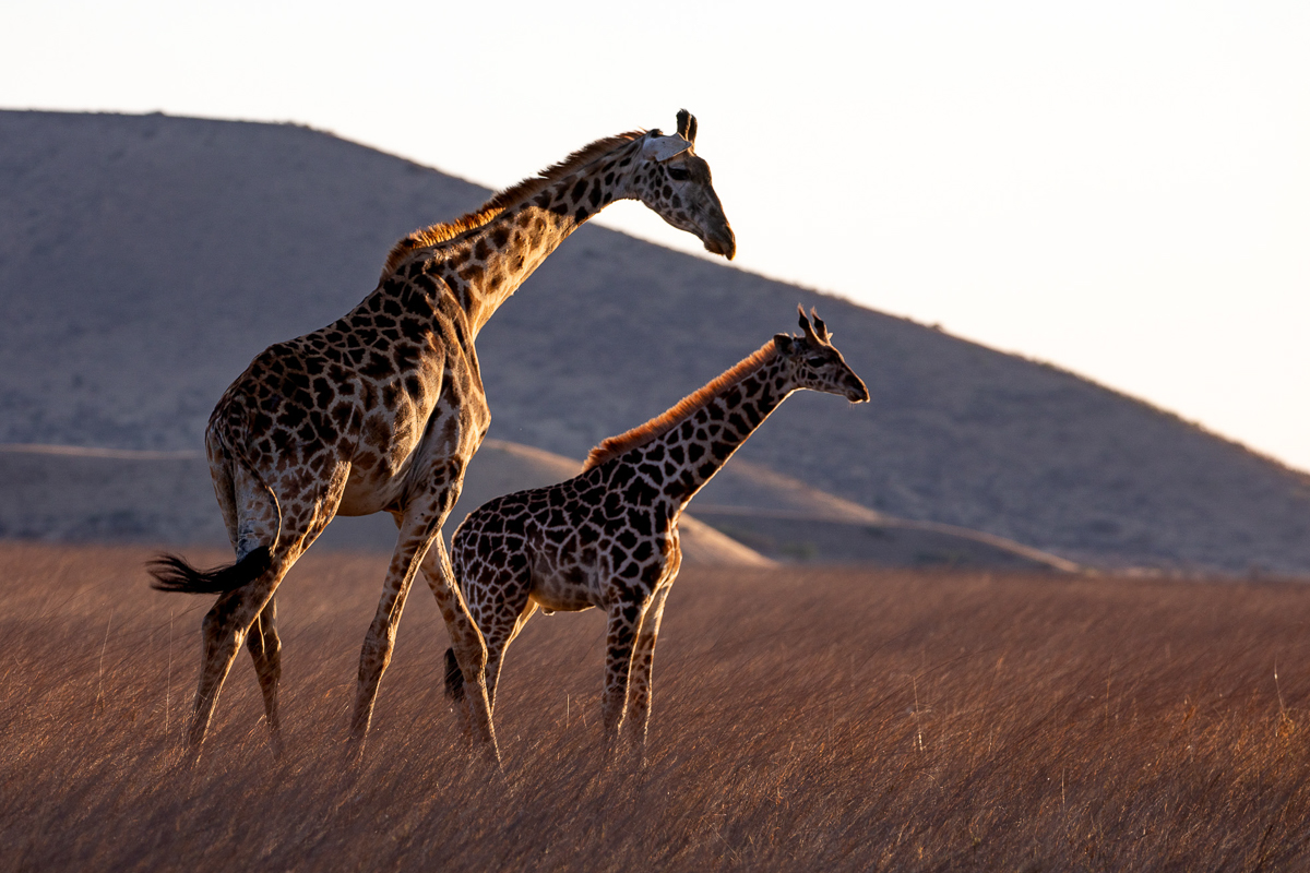 Big Life Foundation tweet media