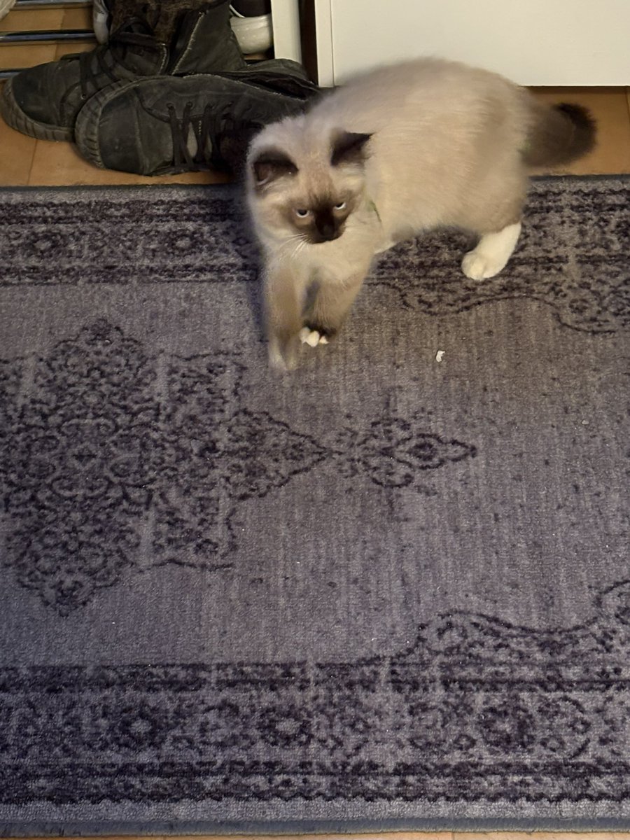 Sonny Carlsson tweet media