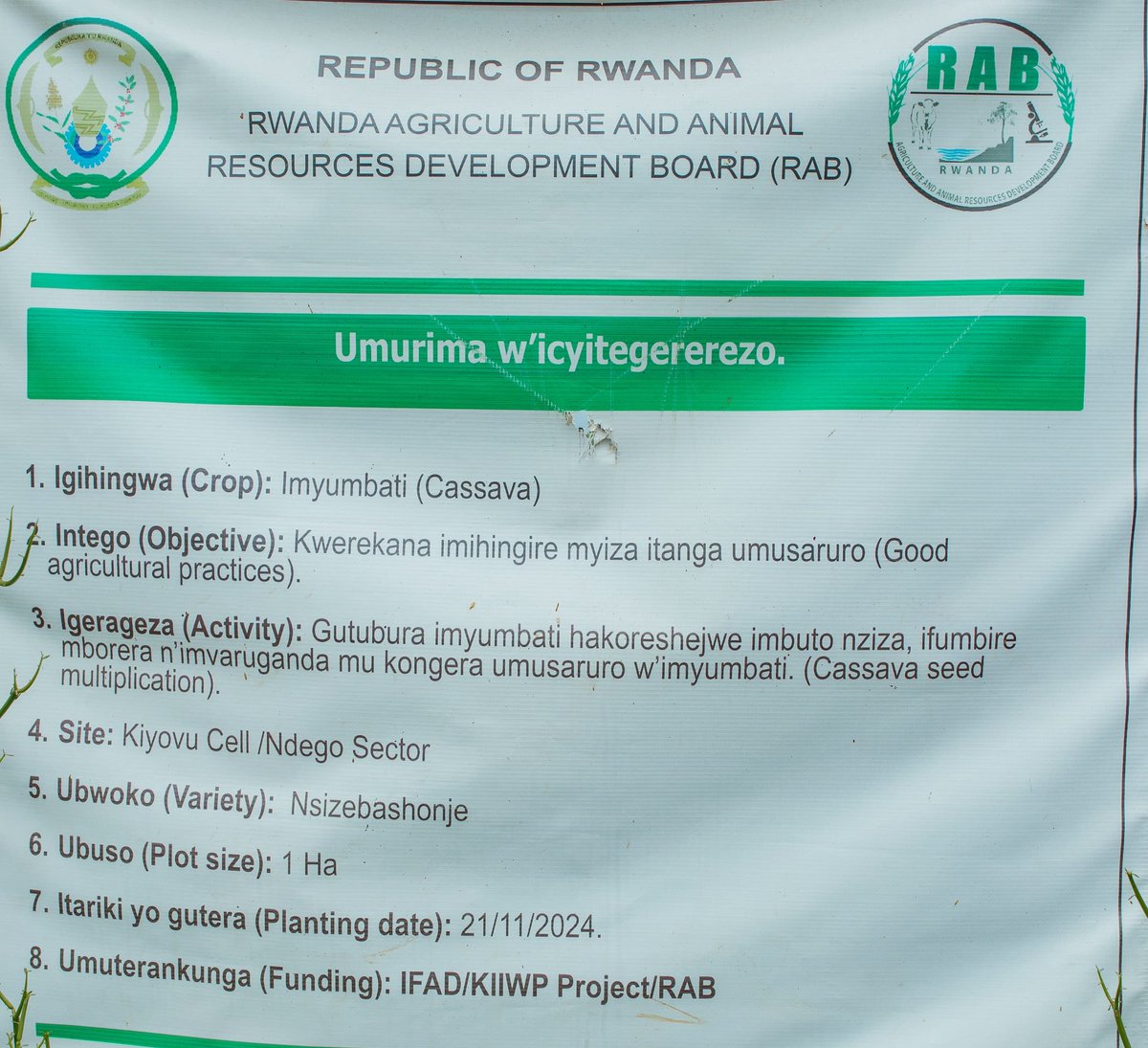 JoelOptimist1's tweet photo. DAY 2 IN KAYONZA DISTRICT VISITING A CASSAVA DEMONSTRATION FARM
As part of our field visits in @KayonzaDistrict, we also toured a model farm established by the Rwanda Agriculture and Animal Resources Development Board (#RAB) under the #KIIWP with support from @IFAD.
This demonstration plot is located in Kiyovu Cell, #NdegoSector, and focuses on cassava production. The main objective of the site is to showcase good agricultural practices that can increase productivity and improve the quality of harvests.
The variety planted on this one hectare plot is called Nsizebashonje. Planting was done on 21 November 2024. The farm serves as a learning center where farmers can observe modern cassava production techniques in practice.
The activities carried out on the site include the use of improved cassava planting materials, application of organic manure and mineral fertilizers, and proper crop management techniques aimed at increasing yields. The demonstration also supports cassava seed multiplication so that farmers can access quality planting materials for their own fields.
Through this model farm, RAB and KIIWP are not only teaching theory but showing practical results on the ground. Farmers can see how improved varieties, better inputs, and correct farming practices directly contribute to higher production and stronger food security.
The visit clearly showed that building farmer knowledge is just as important as building irrigation infrastructure. When farmers see real examples in their own communities, adoption becomes easier and impact grows faster.