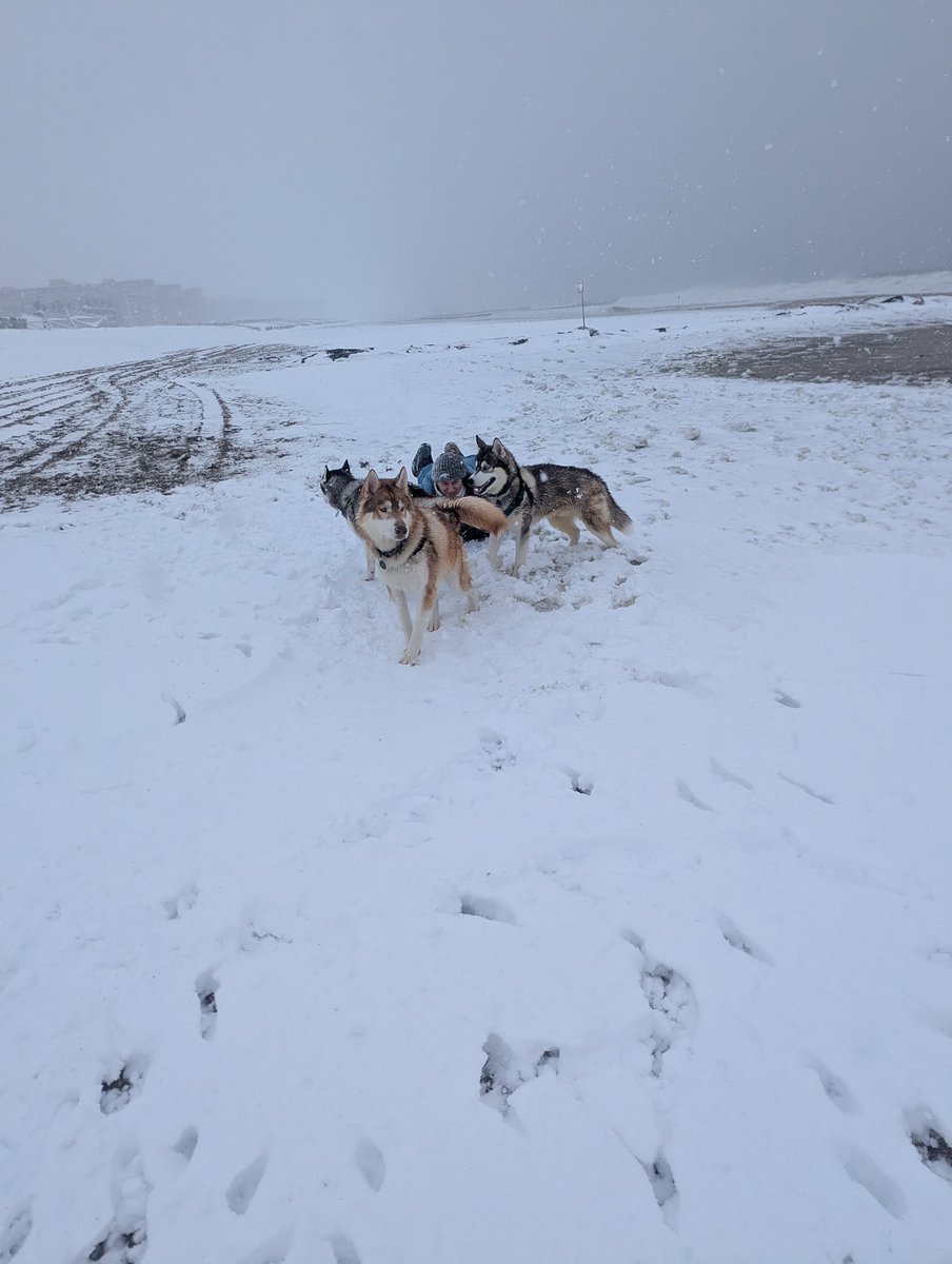 Sara Elbadwi tweet media