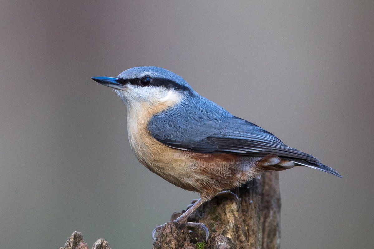 IanB 🇺🇦 tweet media