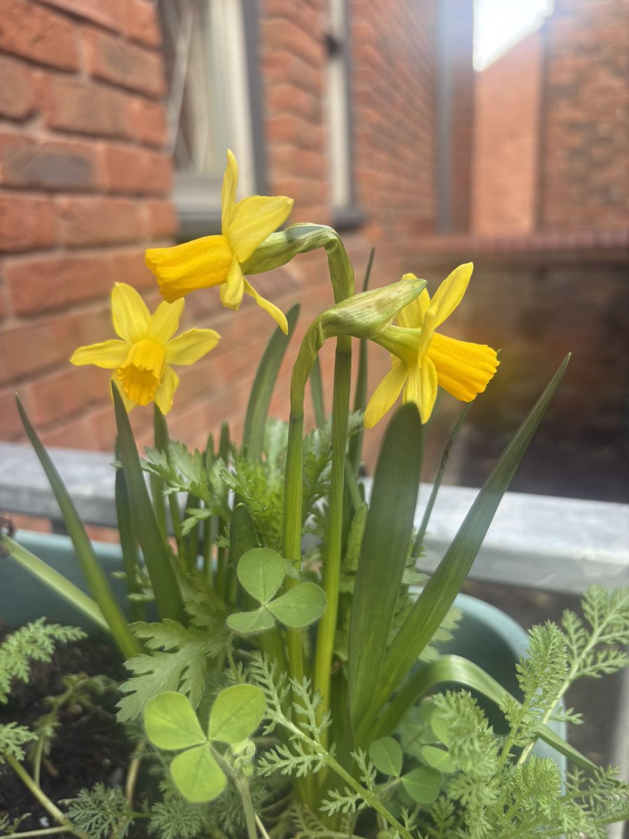 Second Chance Headway tweet media