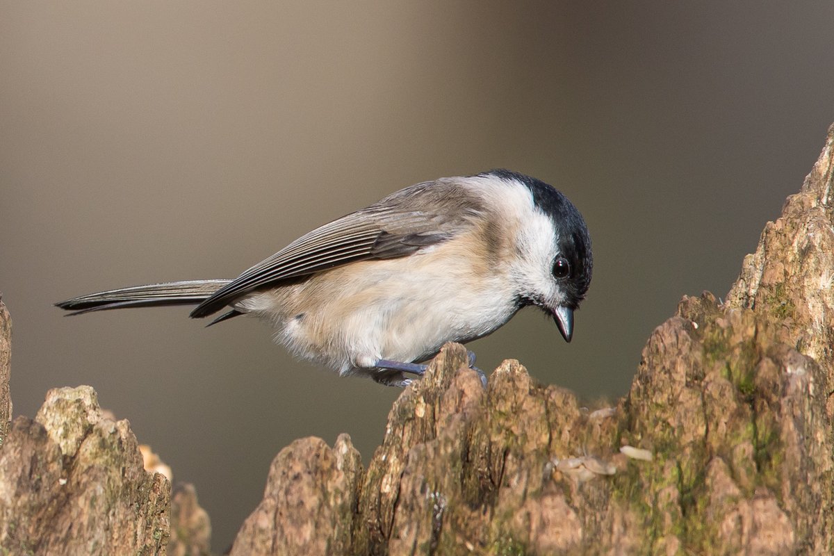 IanB 🇺🇦 tweet media