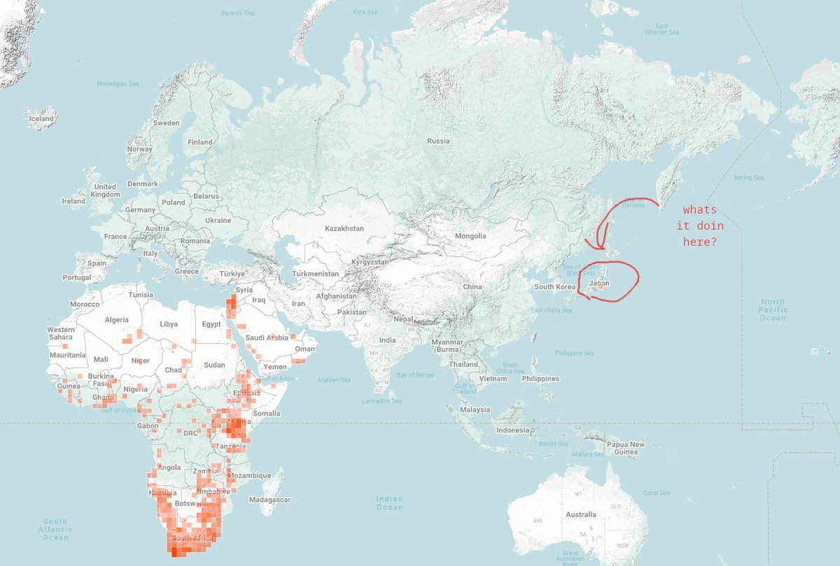 thinkin bout that one hyrax inaturalist observation in japan, i wonder what that one is up to, how its doing, its been 7 years, i hope its still around