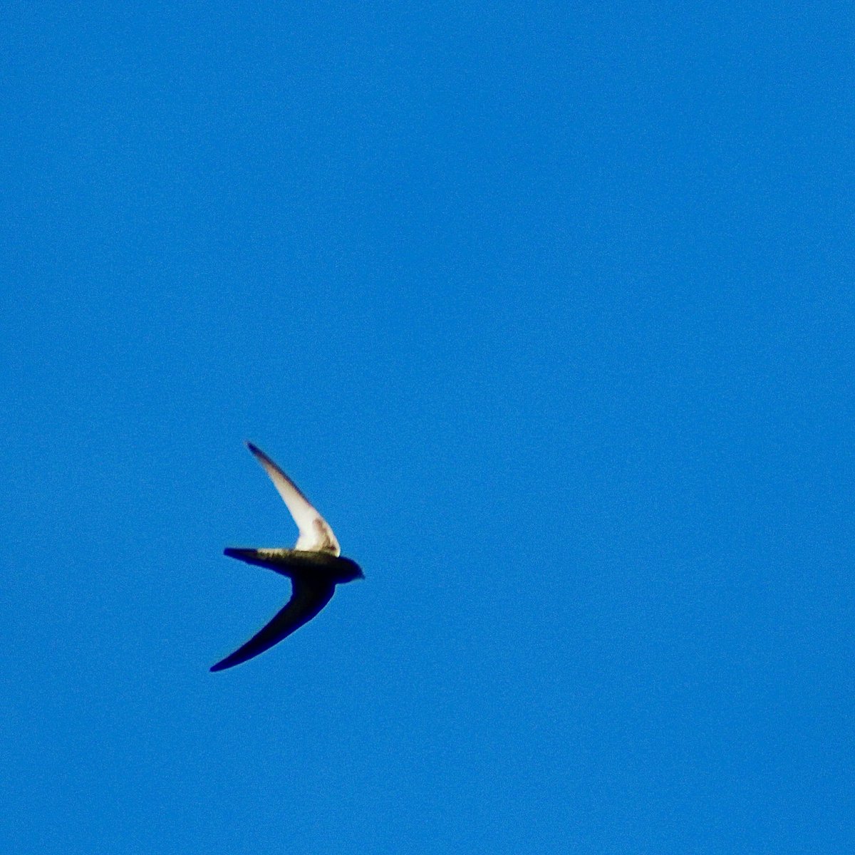 Rain Kooli tweet media