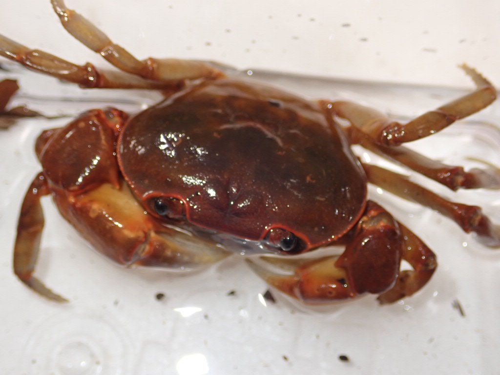 ぴーちゃん (合)Bebe Rep. 3/28.29【ナゴヤレプタイルズワールド】に出店します tweet media