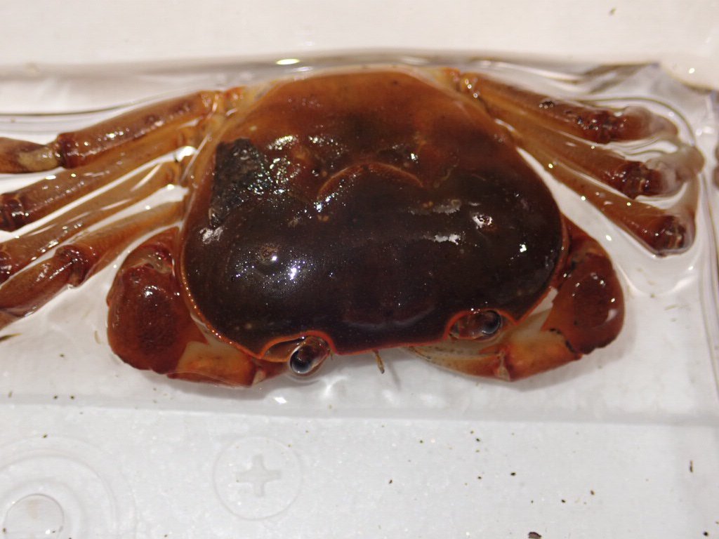 ぴーちゃん (合)Bebe Rep. 3/28.29【ナゴヤレプタイルズワールド】に出店します tweet media