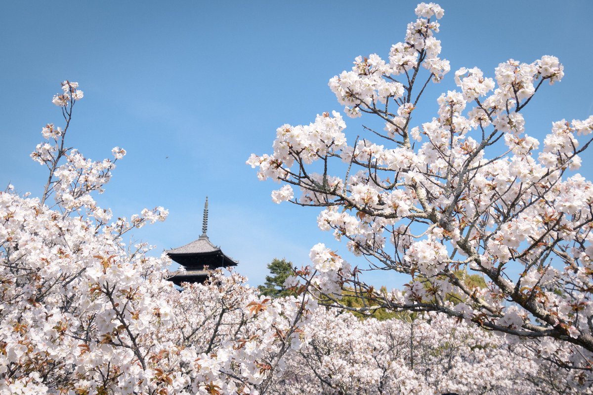 Post by 観照 融真 / Kwansho Akizane on X: 花屏風