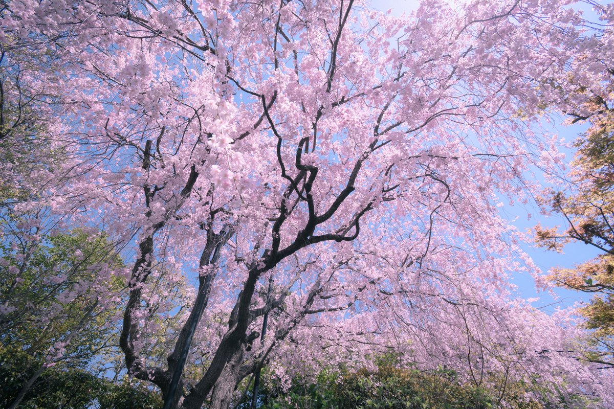 Post by 観照 融真 / Kwansho Akizane on X: 花屏風