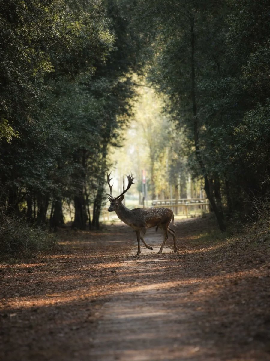 ERTourism's tweet photo. Close encounters at the Lidi di Comacchio 🦌
Video susyblonde
Ph. nazzarenabiancani76
#EmiliaRomagnaSlow #VisitRomagna #inEmiliaRomagna https://t.co/nec8lUi8Nv