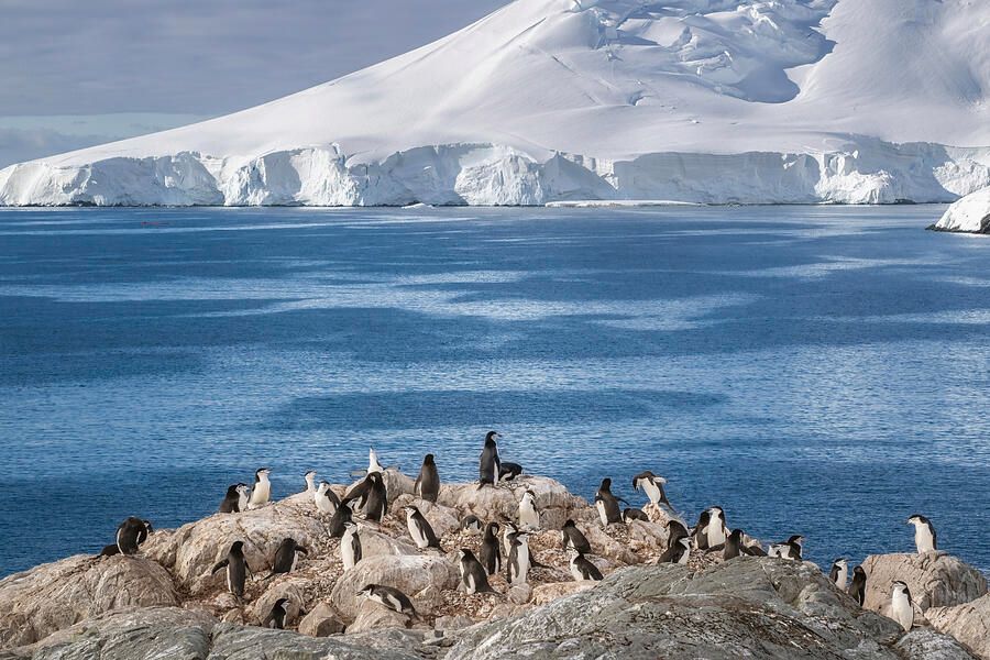 joancarroll's tweet photo. Chinstrap Penguins at Palaver Point Antarctica! https://t.co/LkmGwALnS0 #chinstrap #penguins #landscape #palaverpoint  #rocks #antarctica #nature #animals #wildlife #wildlifephotography #birds #birdphotography #buyart #wallart #artforsale #artstore #travel #travelphotography #wallartforsale #giftideas @joancarroll