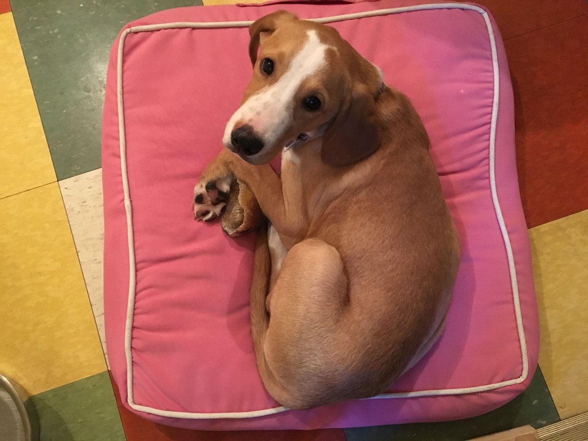 rexwsmith's tweet photo. Of bark, bite and lapdogs , by @rexwsmith https://t.co/T3S3PtAx5Q 
Beware pols' explosive words! Last weekend's column came as (can't resist!) POTUS drew notice between SCOTUS and SOTU . BONUS: a young Roscoe photo. Another edition of The Upstate American will publish Saturday. https://t.co/VXLAyYkv1X