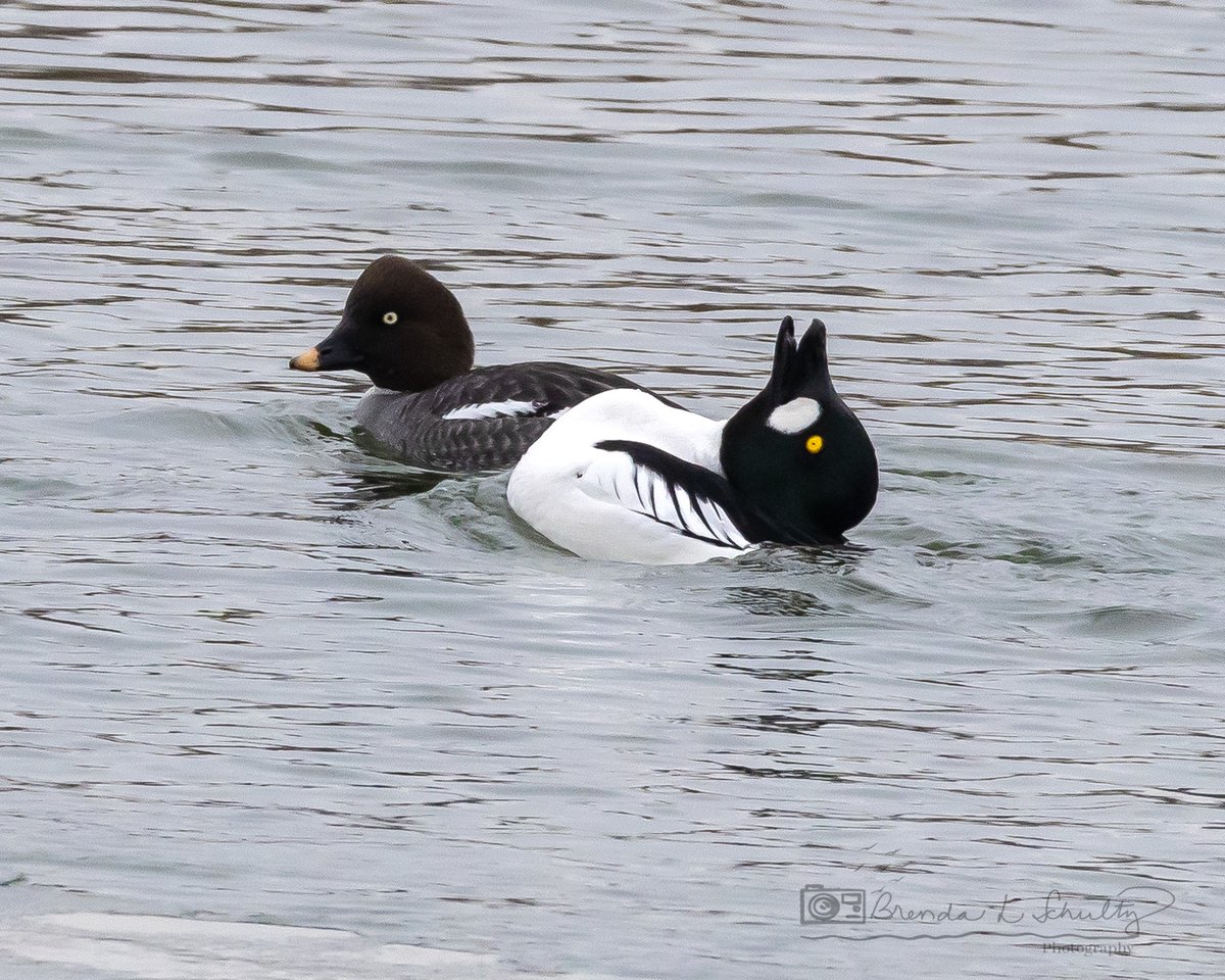 WildlifeofDay's tweet image. Common goldeneye.
(Photo courtesy of Brenda Schultz)
#birds #ducks #NaturePhotography #wildlife #nature