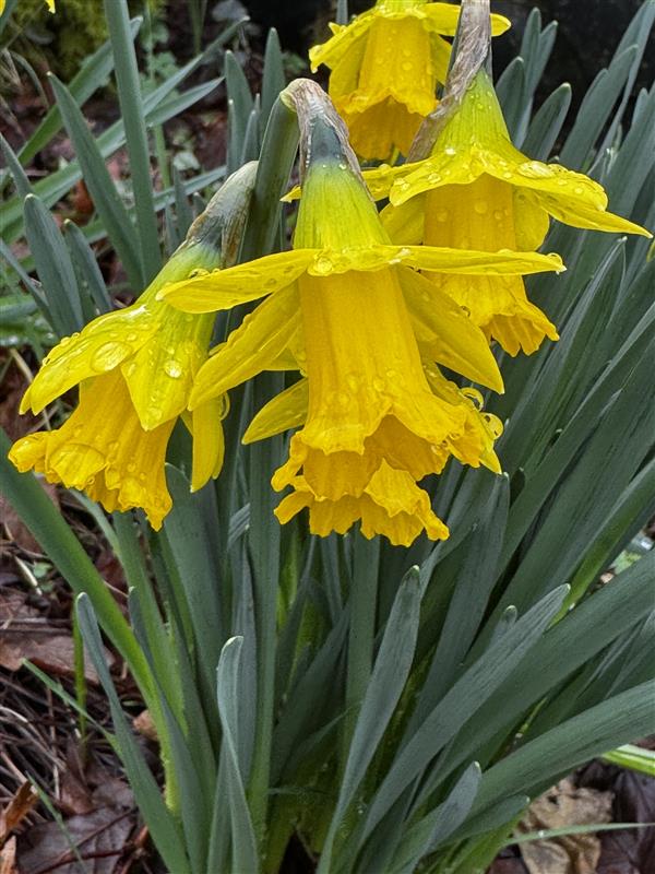 BMA Cymru Wales tweet media