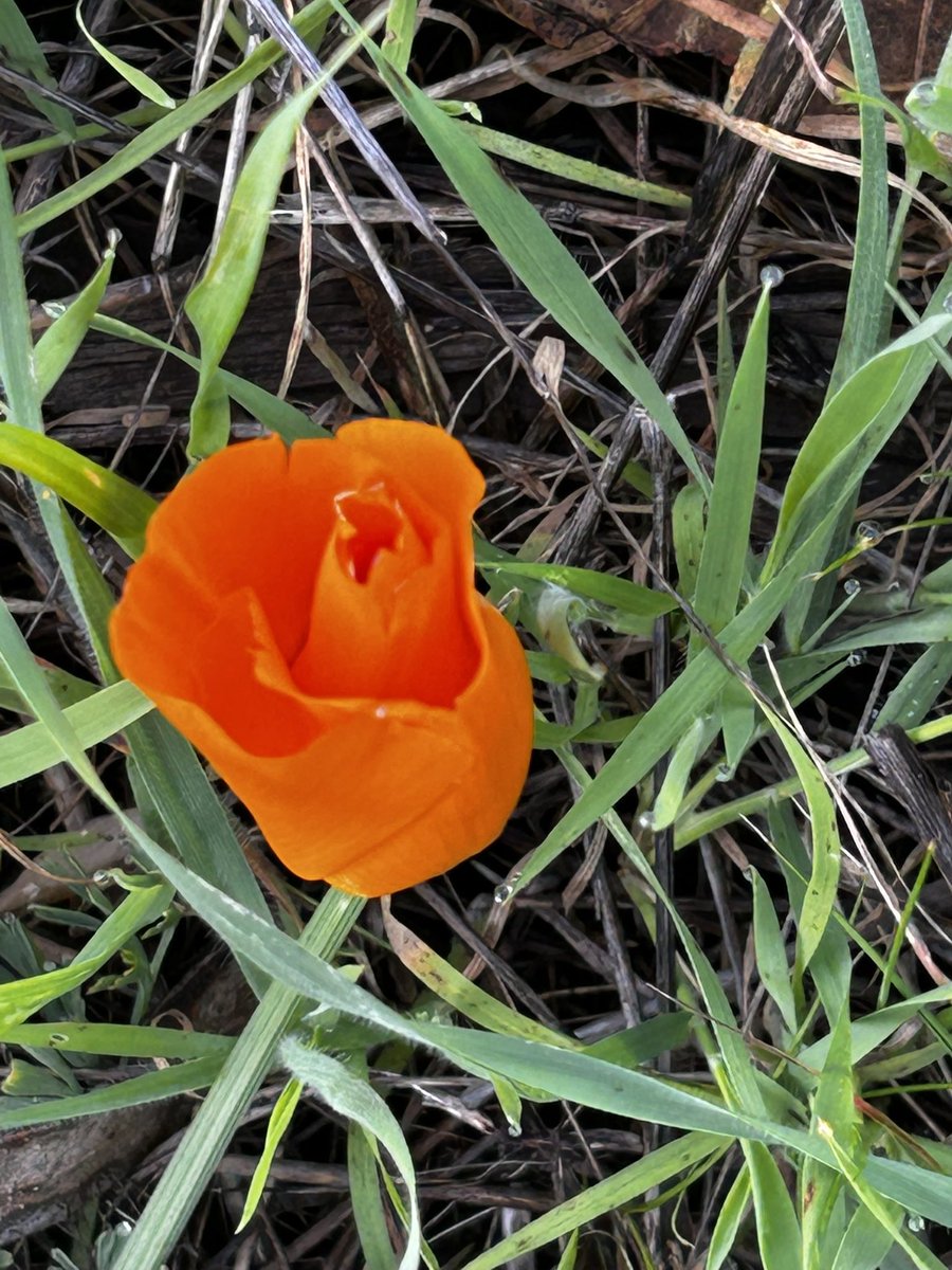 Julius Court tweet media