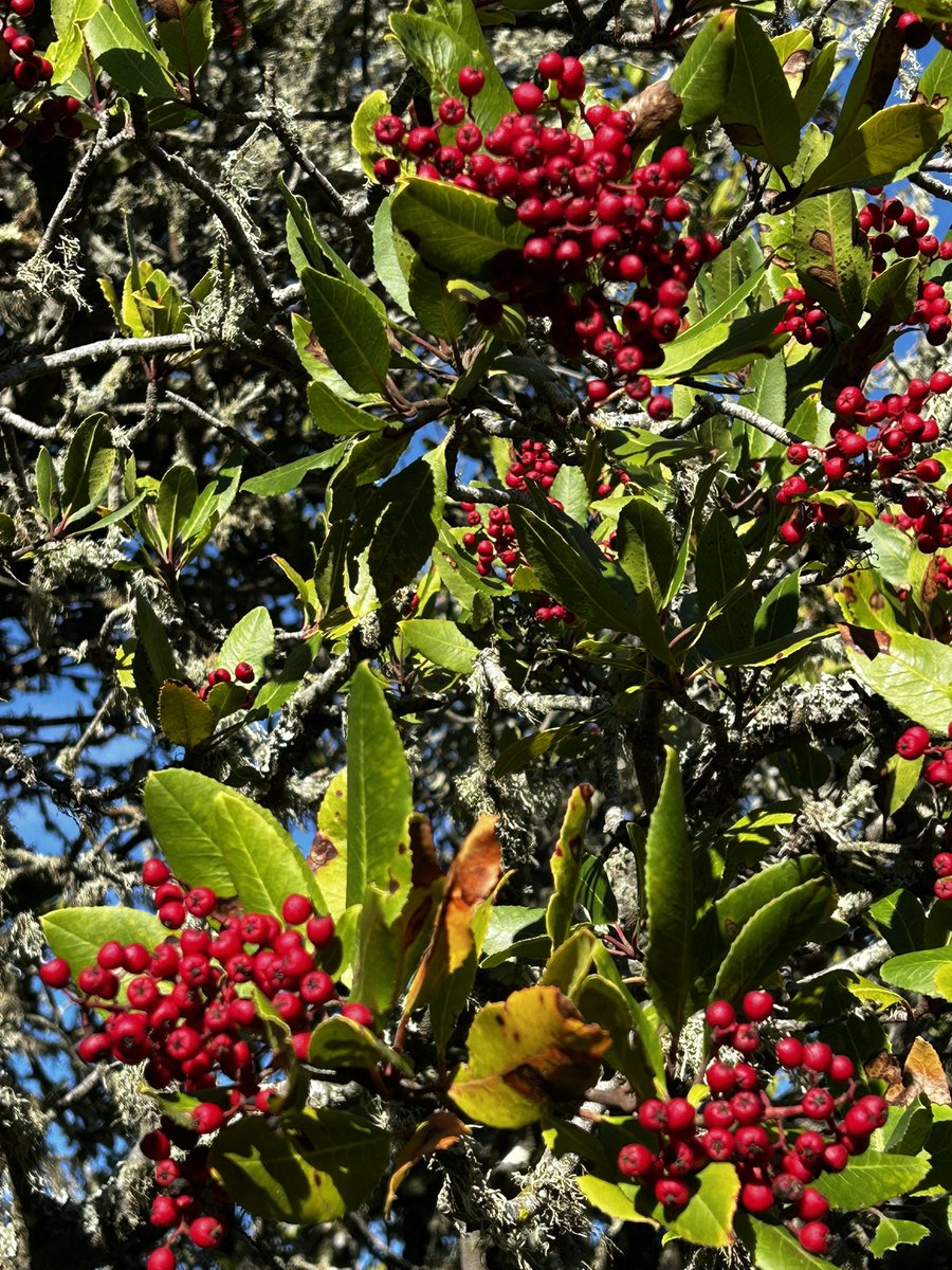 Julius Court tweet media