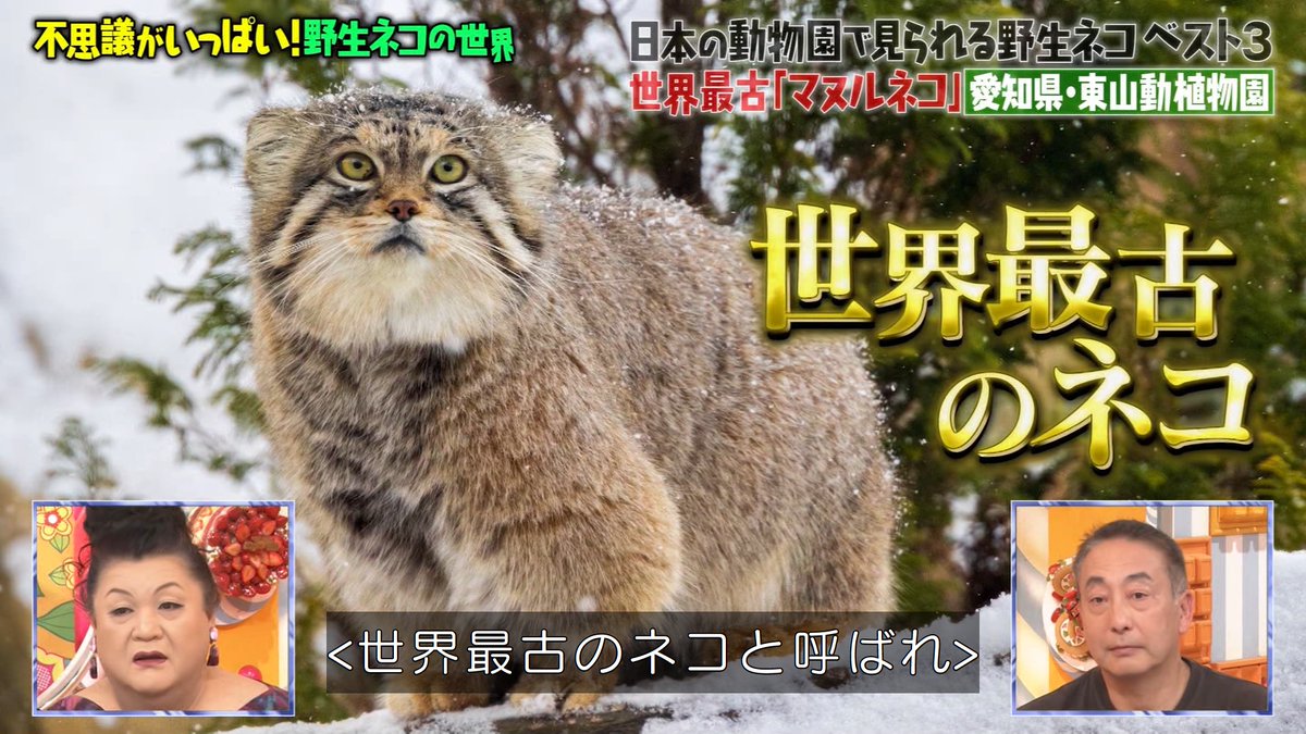 マツコに似ているネコ''ことマヌルネコ #マツコの知らない世界