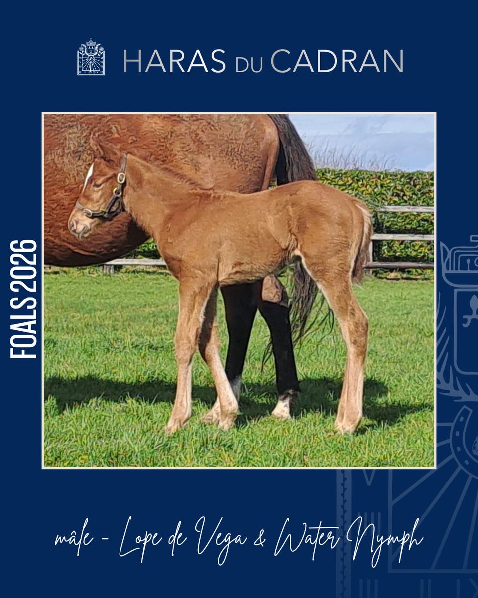 HARAS DU CADRAN tweet media