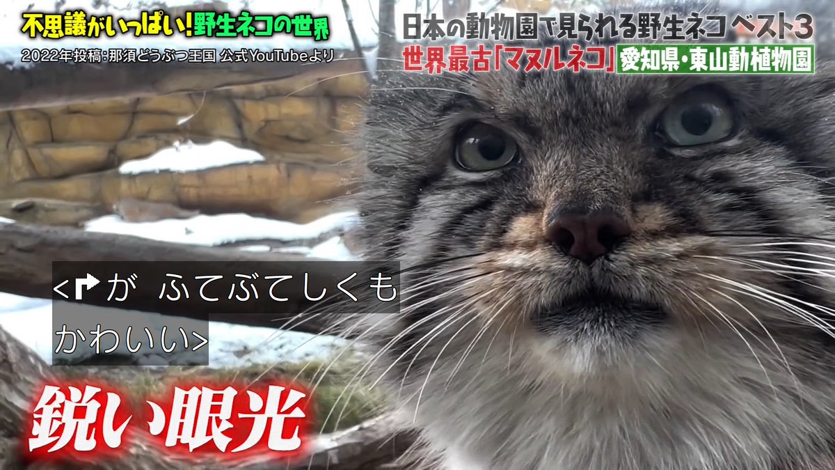 マツコに似ているネコ''ことマヌルネコ #マツコの知らない世界