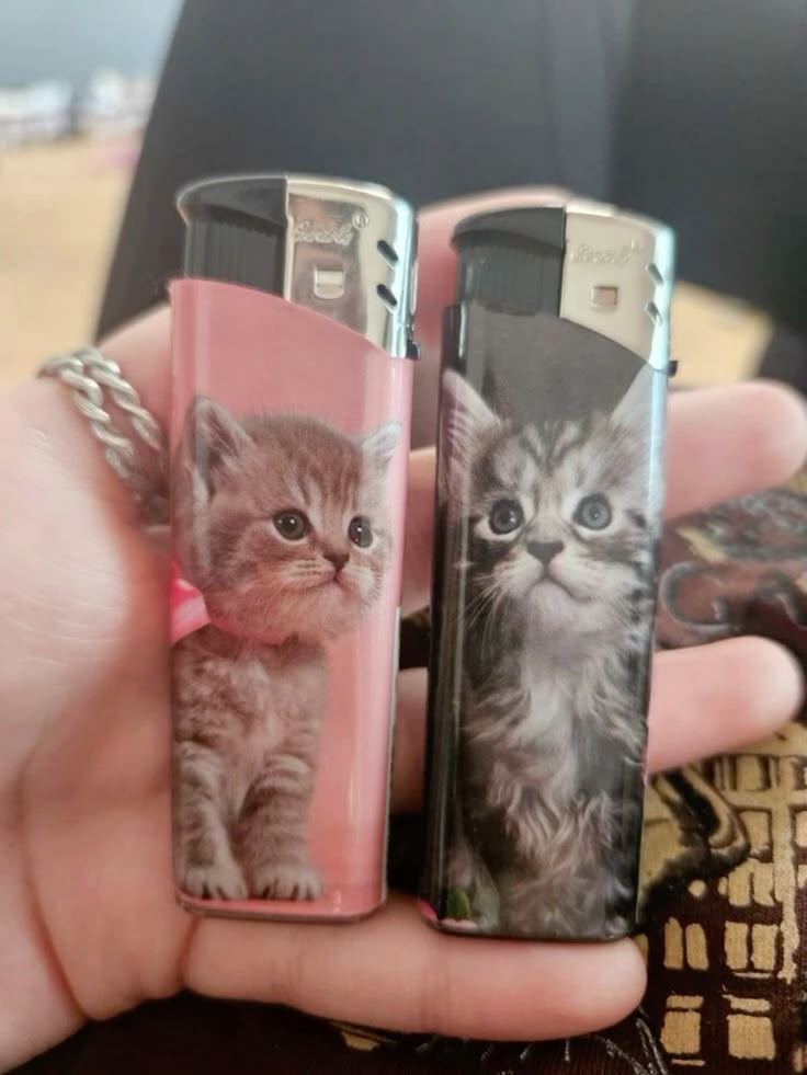 daily cats ♡ tweet media