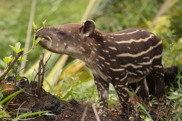 Rony Seikaly is the GOAT🔥 tweet media
