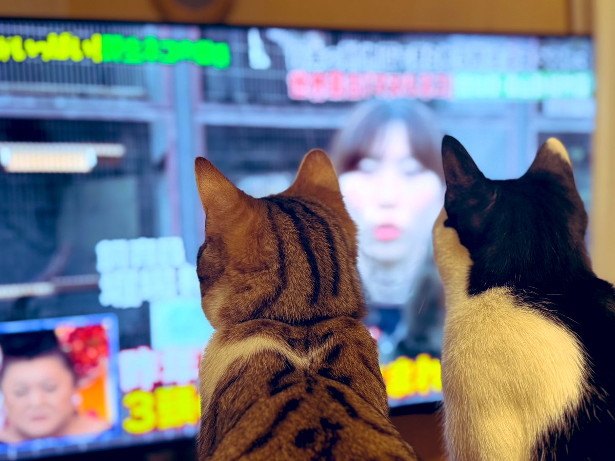 マツコの知らない世界の野生ネコの世界に食いつくウチの家ネコちゃんたち。