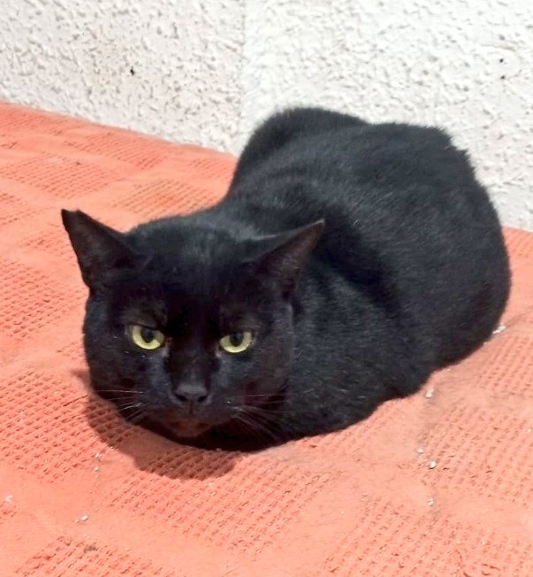 🆘⬇️ 
A esta panterita deliciosa se le acaba la #acogida💔
Y vuelve a la calle (zona peligrosa)

🆘#URGE #acogida o #adopción 

Aún es asustadizo, se necesita un ser humano paciente y cariñoso 
Rosa ☎️637920266