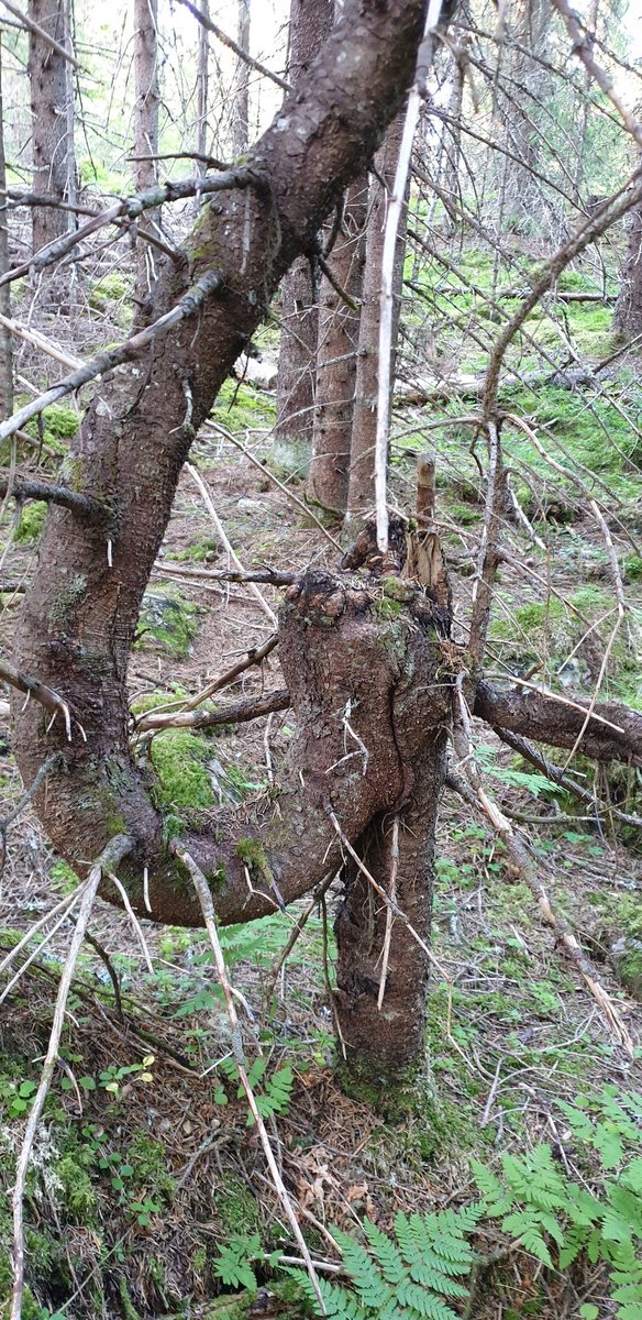 Ahkku 🇧🇻 🕯🌻 tweet media