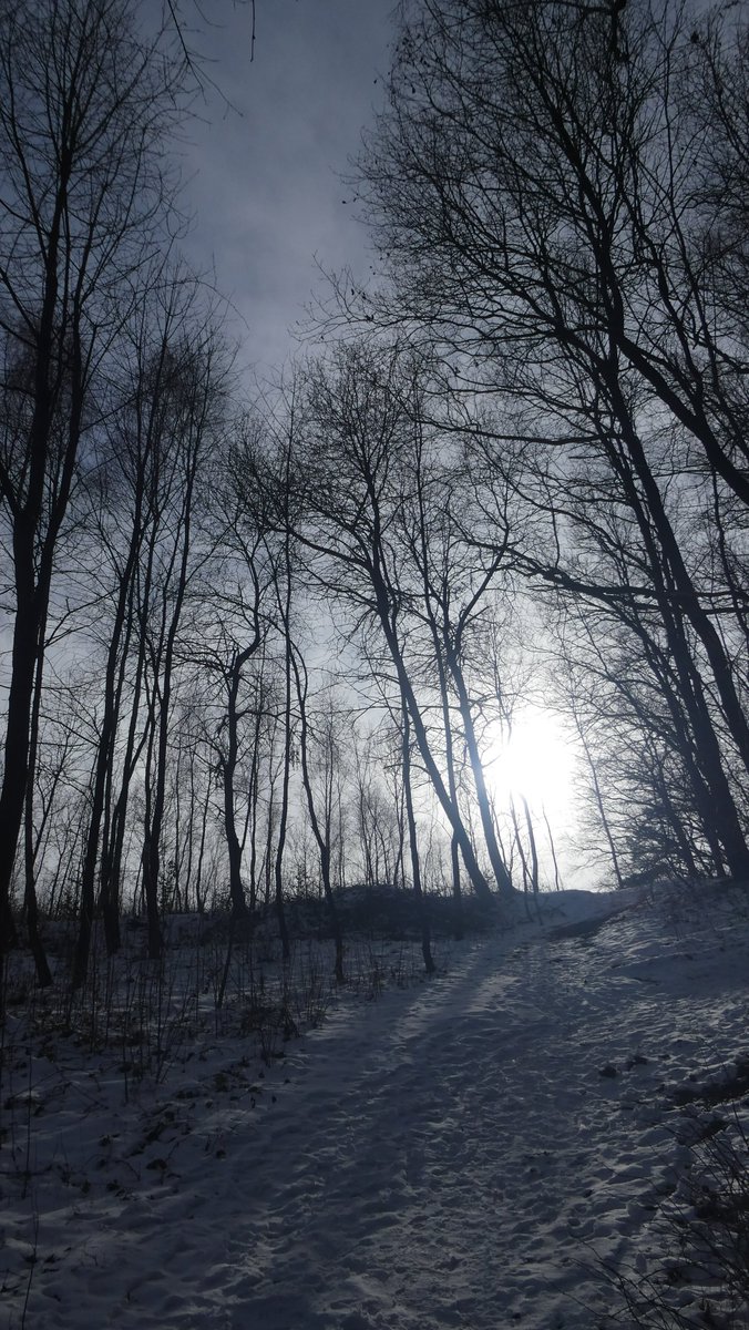 IceView_Nine's tweet image. Few #photo from my trip. Part 02 

Little walk on a #trail.  

Share, like and comment. 
Follow for more. 
Thank you for visiting.  

#nature #forest #photography