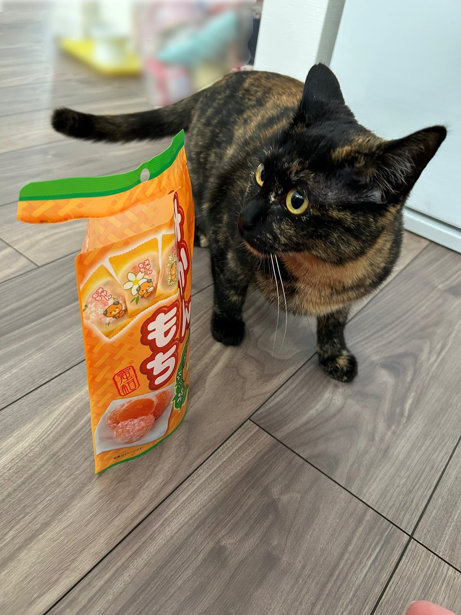 teshi_chia's tweet photo. そういえば合間のページの謎の猫ですがうちのもちもちみかんです🍊
実は瀬緒ひかるちゃんが保護してくれてうちにやってきました🐈‍⬛💓 https://t.co/PEB4DCWZri