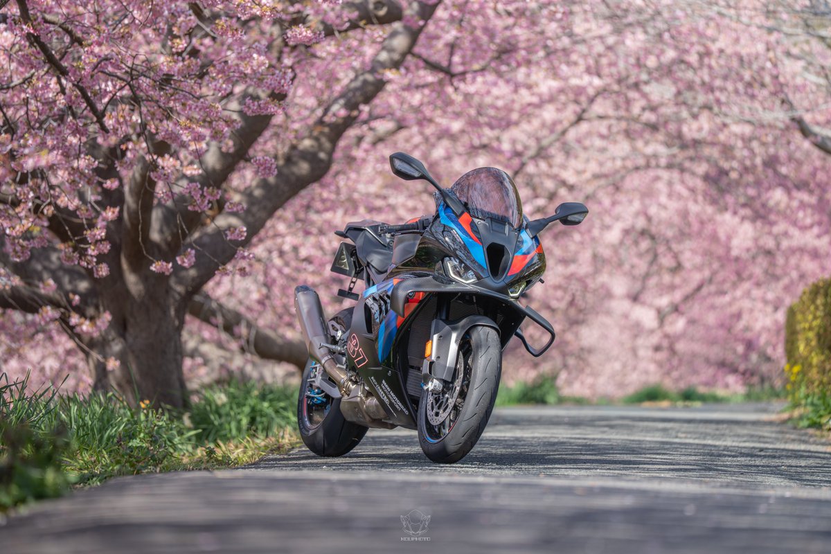 河津桜満開🌸 📷(@koun_R1)