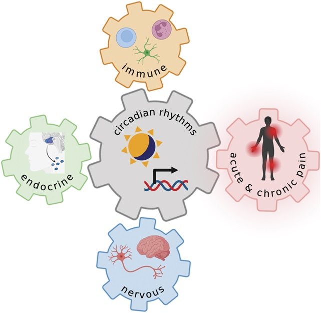 Physio Explored tweet media