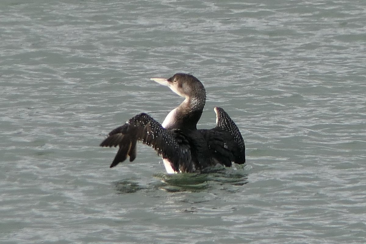 𝓡𝓮𝓿𝓭 𝓓𝓪𝓿𝓲𝓭 𝓐𝓽𝓴𝓲𝓷𝓼𝓸𝓷 tweet media